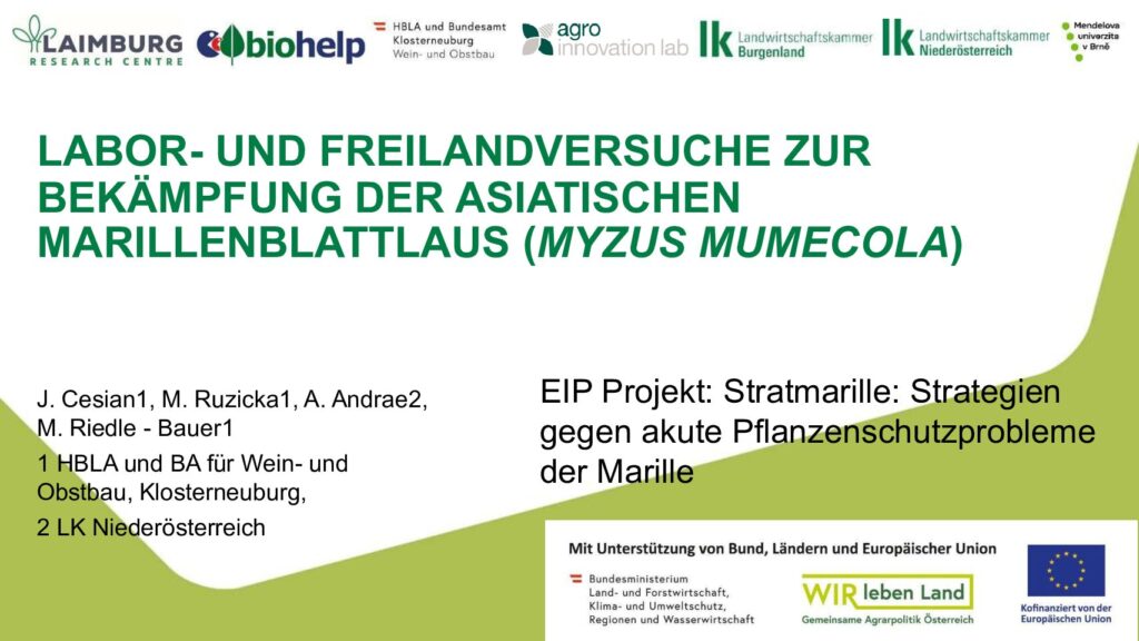 thumbnail of Marillenblattlaus_ÖPTA1