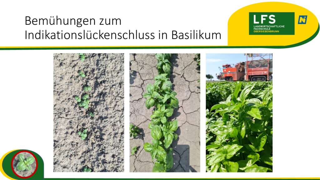 thumbnail of Bemühungen zum Indikationslückenschluss in Basilikum