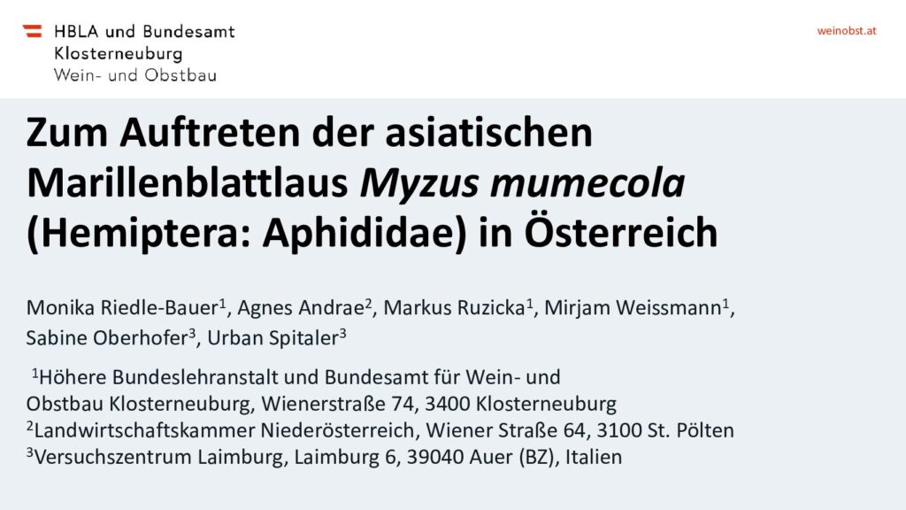 thumbnail of Zum Auftreten der asiatischen Marillenblattlaus Myzus mumecola