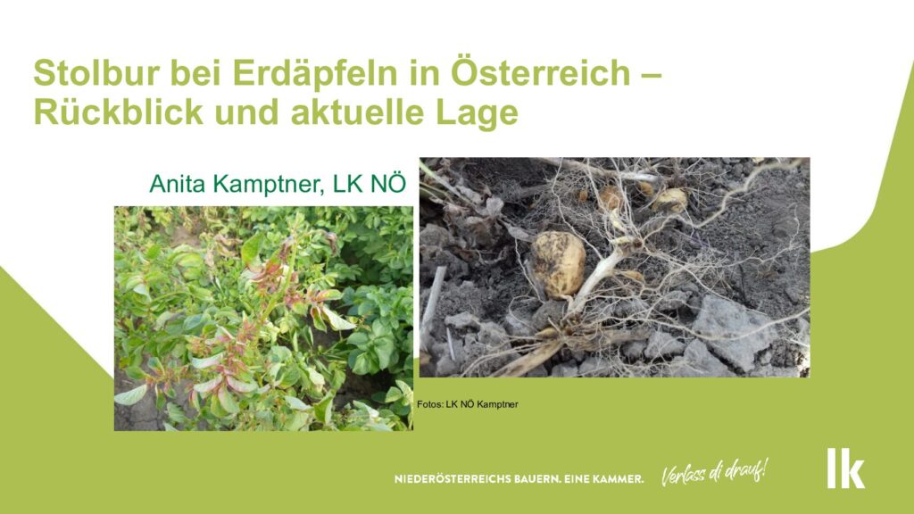 thumbnail of 3_Stolbur bei Erdäpfeln in Österreich – Rückblick und aktuelle Lage