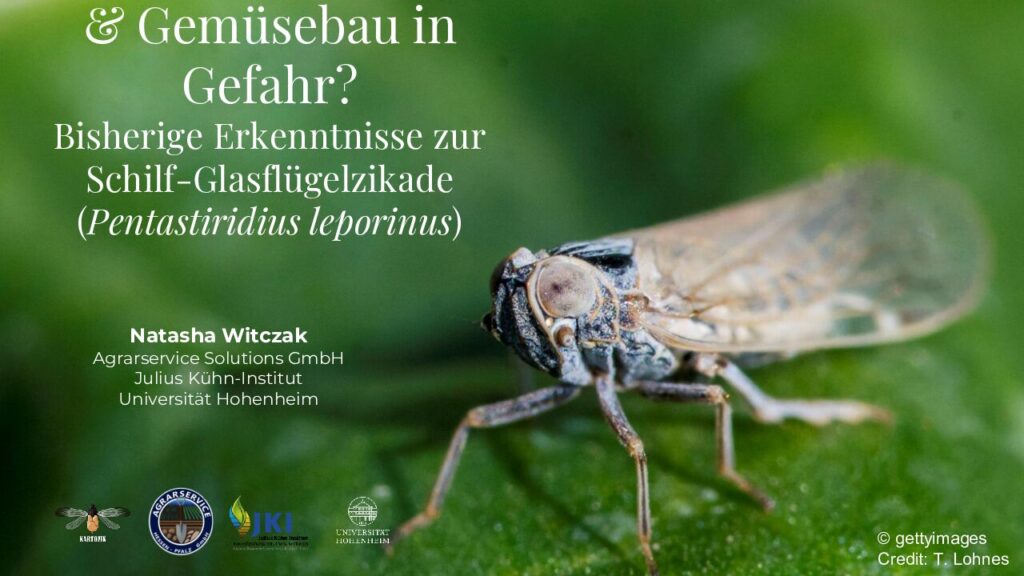 thumbnail of 5_Deutscher Kartoffel- & Gemüseanbau in Gefahr Bisherige Erkenntnisse zur Schilf-Glasflügelzikade